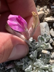 Astragalus utahensis
