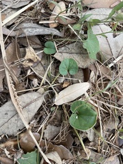 Dichondra carolinensis