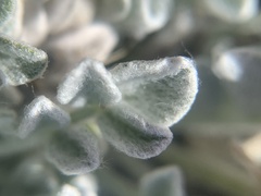 Astragalus utahensis
