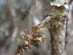 Tuckermanopsis chlorophylla