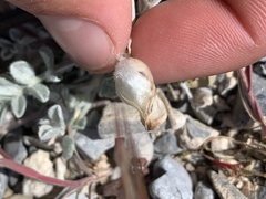 Astragalus utahensis