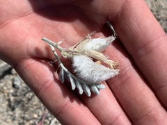 Astragalus utahensis