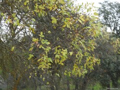 Fraxinus angustifolia