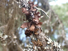 Tuckermanopsis platyphylla