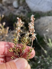 Eriogonum wrightii membranaceum