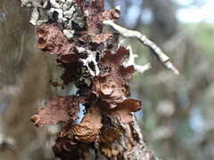 Tuckermanopsis platyphylla