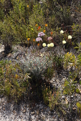 Syncarpha gnaphaloides