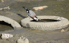Garrulus glandarius cervicalis