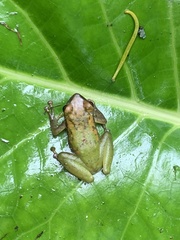 Pristimantis acuminatus