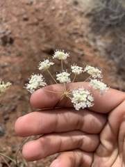 Perideridia pringlei