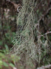 Alectoria sarmentosa