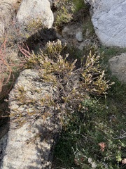 Eriogonum wrightii membranaceum