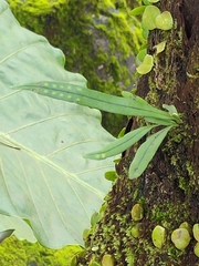 Lepisorus thunbergianus