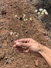 Perideridia pringlei