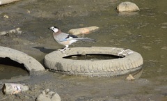 Garrulus glandarius cervicalis