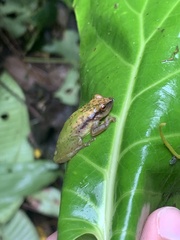 Pristimantis acuminatus
