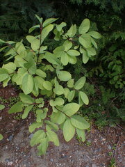 Lonicera utahensis