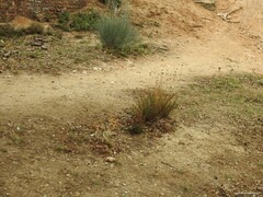 Santolina rosmarinifolia