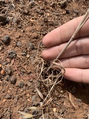 Perideridia pringlei