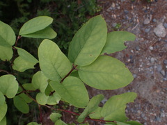 Lonicera utahensis