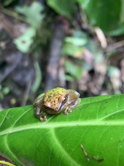 Pristimantis acuminatus
