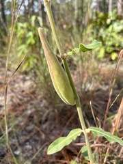 Asclepias obovata