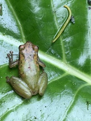Pristimantis acuminatus