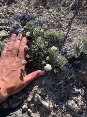 Eriogonum ovalifolium
