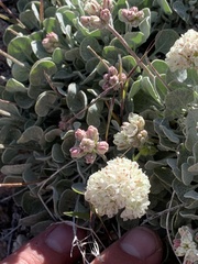 Eriogonum ovalifolium