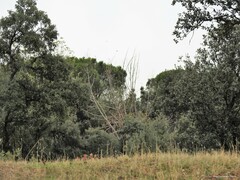 Populus × canadensis