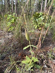 Asclepias obovata