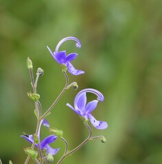 Trichostema suffrutescens