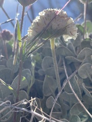 Eriogonum ovalifolium