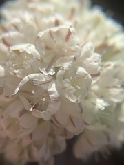 Eriogonum ovalifolium