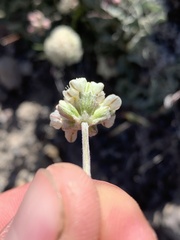 Eriogonum ovalifolium