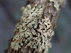 Parmeliopsis ambigua