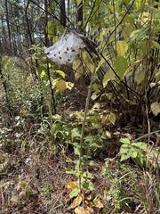 Asclepias obovata
