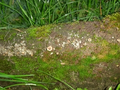 Arrhenia rickenii