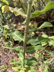 Asclepias obovata