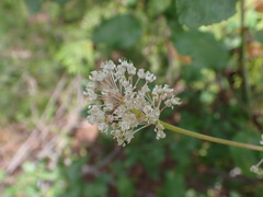 Ceanothus sanguineus