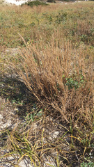Andropogon virginicus