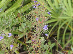 Trichostema suffrutescens