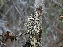 Hypogymnia tubulosa