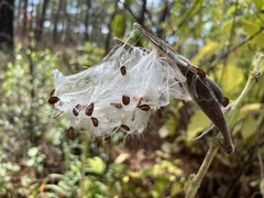 Asclepias obovata