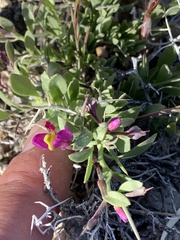 Rhinotropis subspinosa