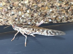 Schistocerca gregaria