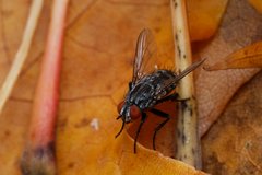Sarcophagidae