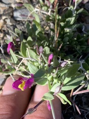 Rhinotropis subspinosa