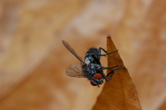 Sarcophagidae