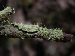 Chaenotheca furfuracea